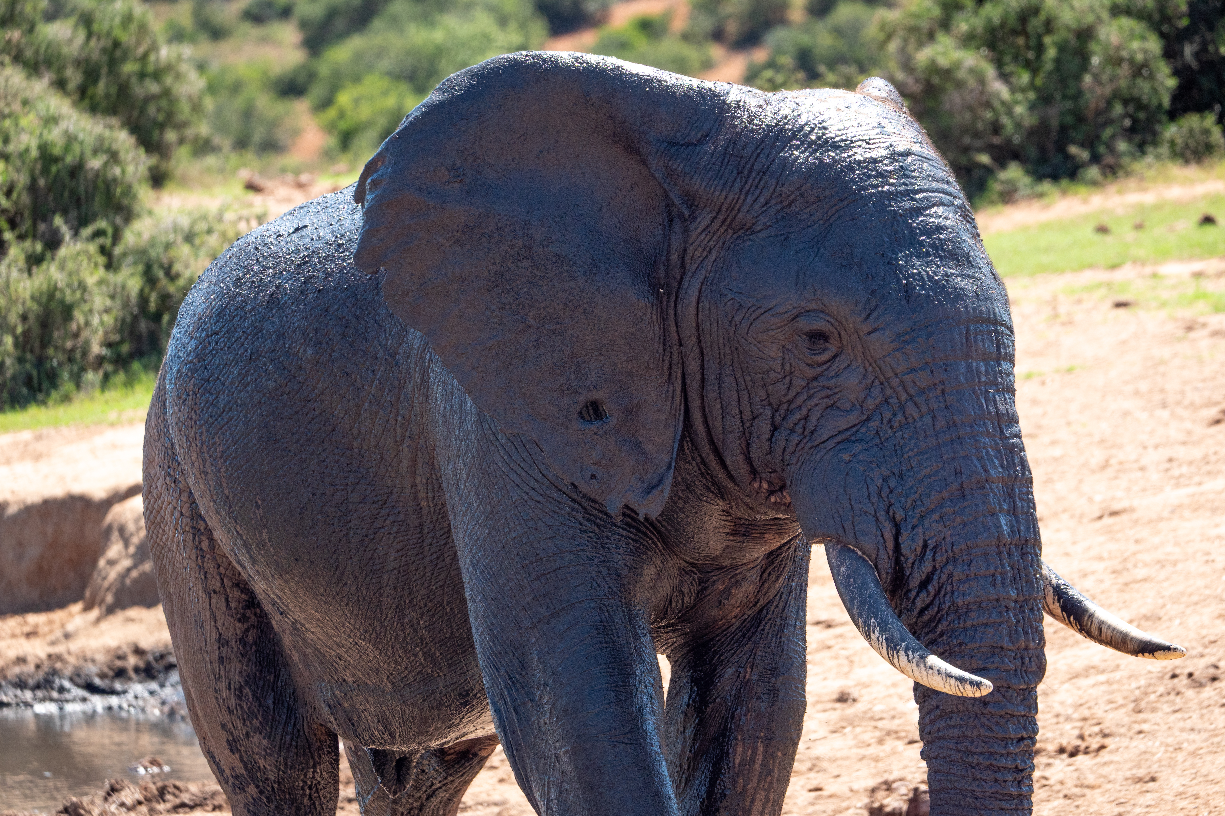 Afrikanischer Elefant